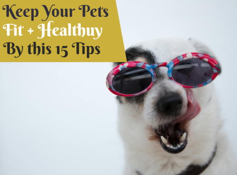 Pets Care design template-424 - Video thumbnail